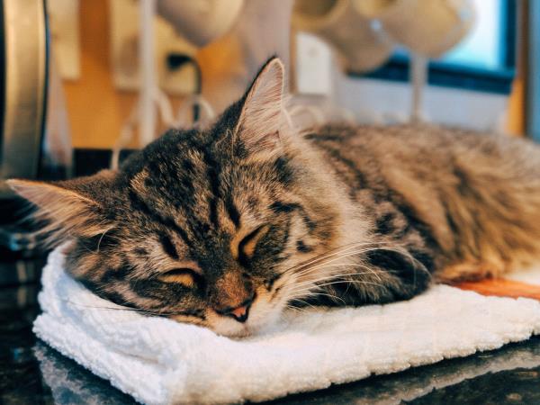 /images/uploads/griffin pond animal shelter/loveyourpet2018/entries/6543thumb.jpg